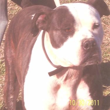 Mathis Patches Pit Bull.jpg